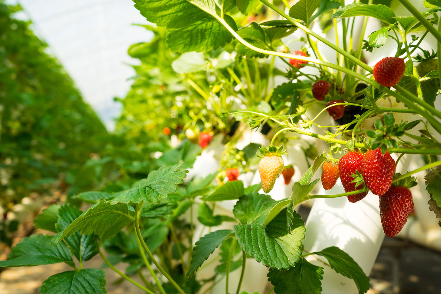 Strawberries In Nuwara Eliya - The Island Insider